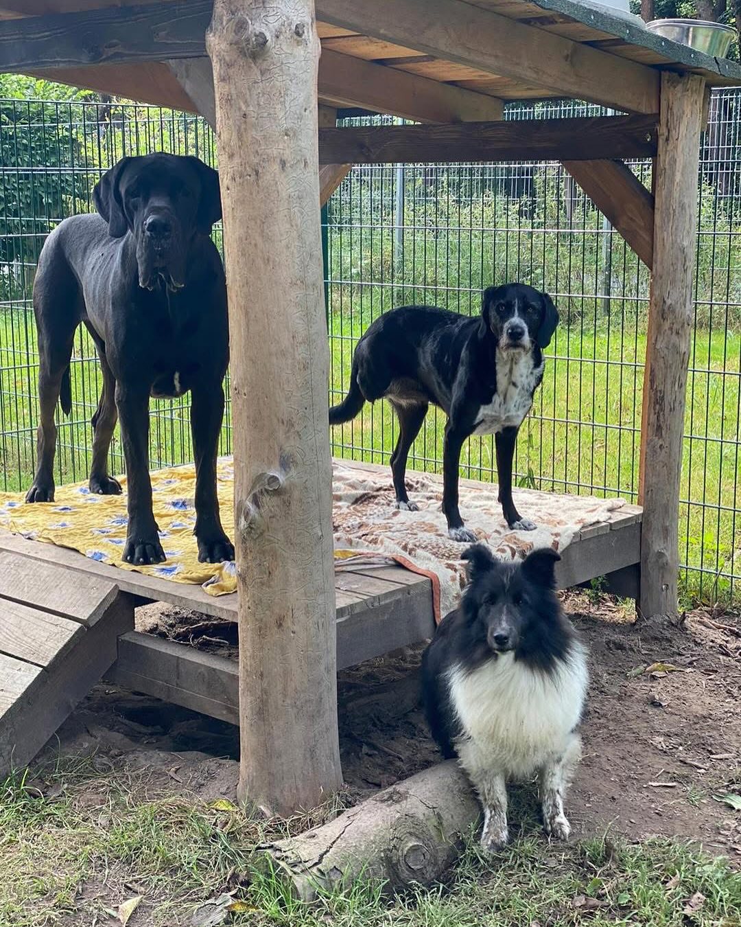Glueckliche Gaeste im Tierhotel
