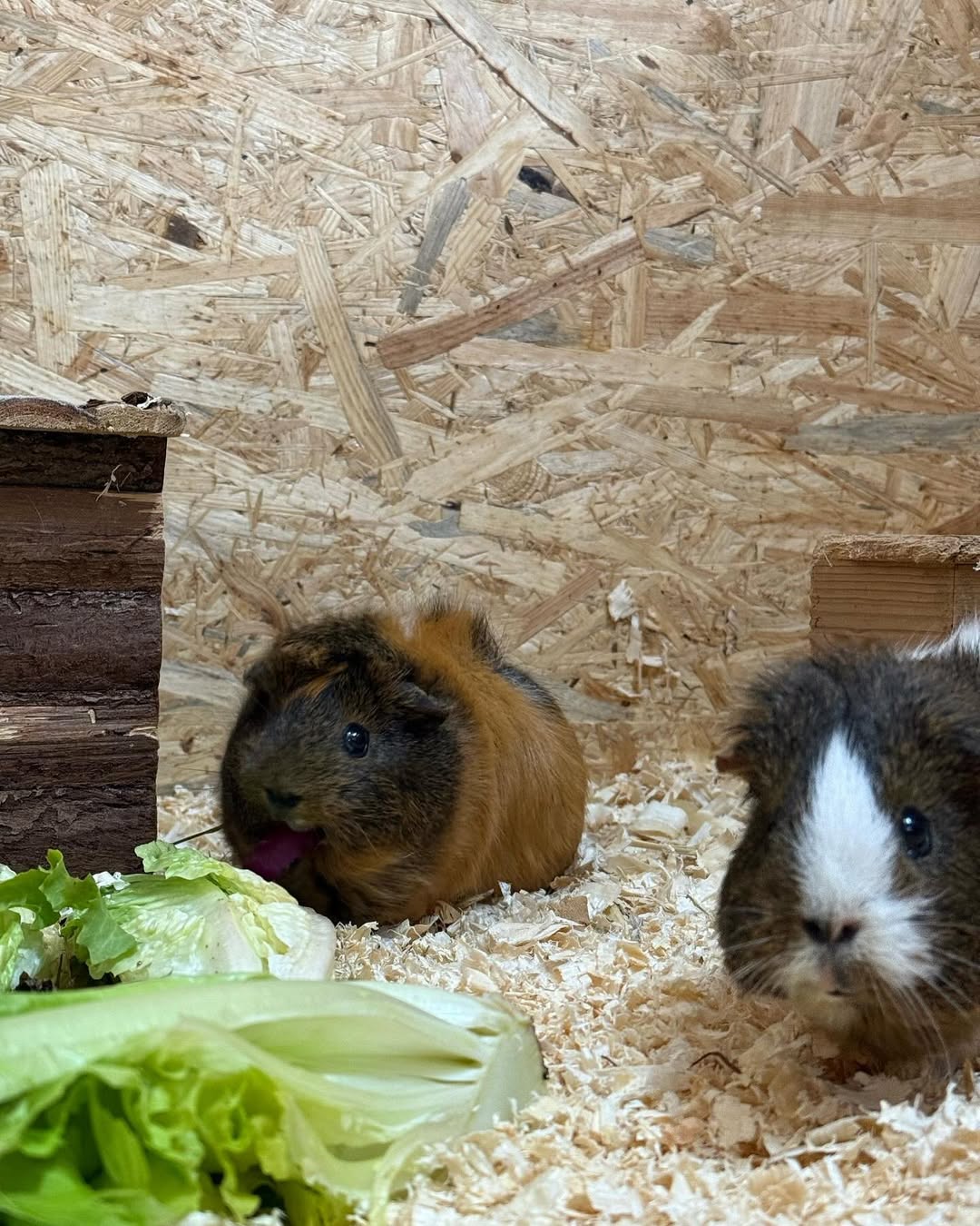 Frohe Ostern aus dem Tierhotel