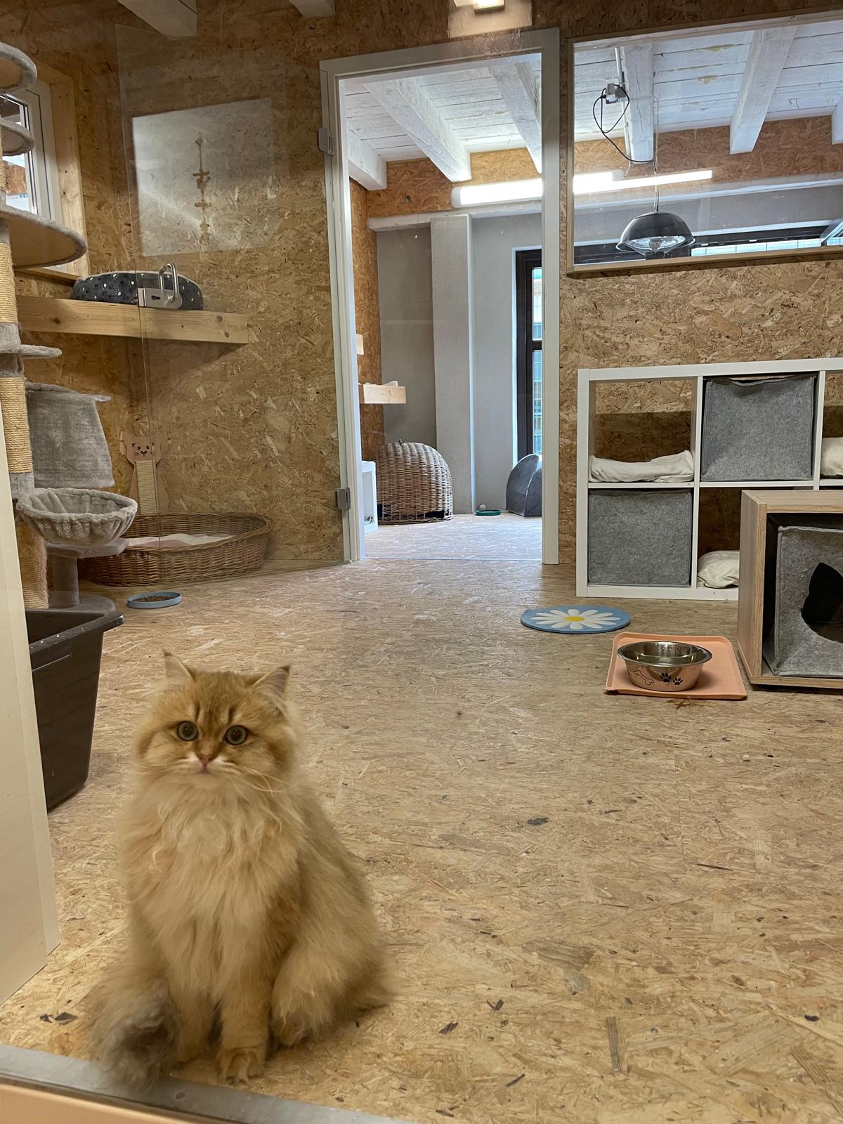 Katzenwelt Impression 2