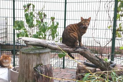 Katzenwelt Impression 16