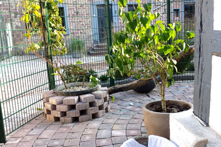 Katzenwelt Impression 18