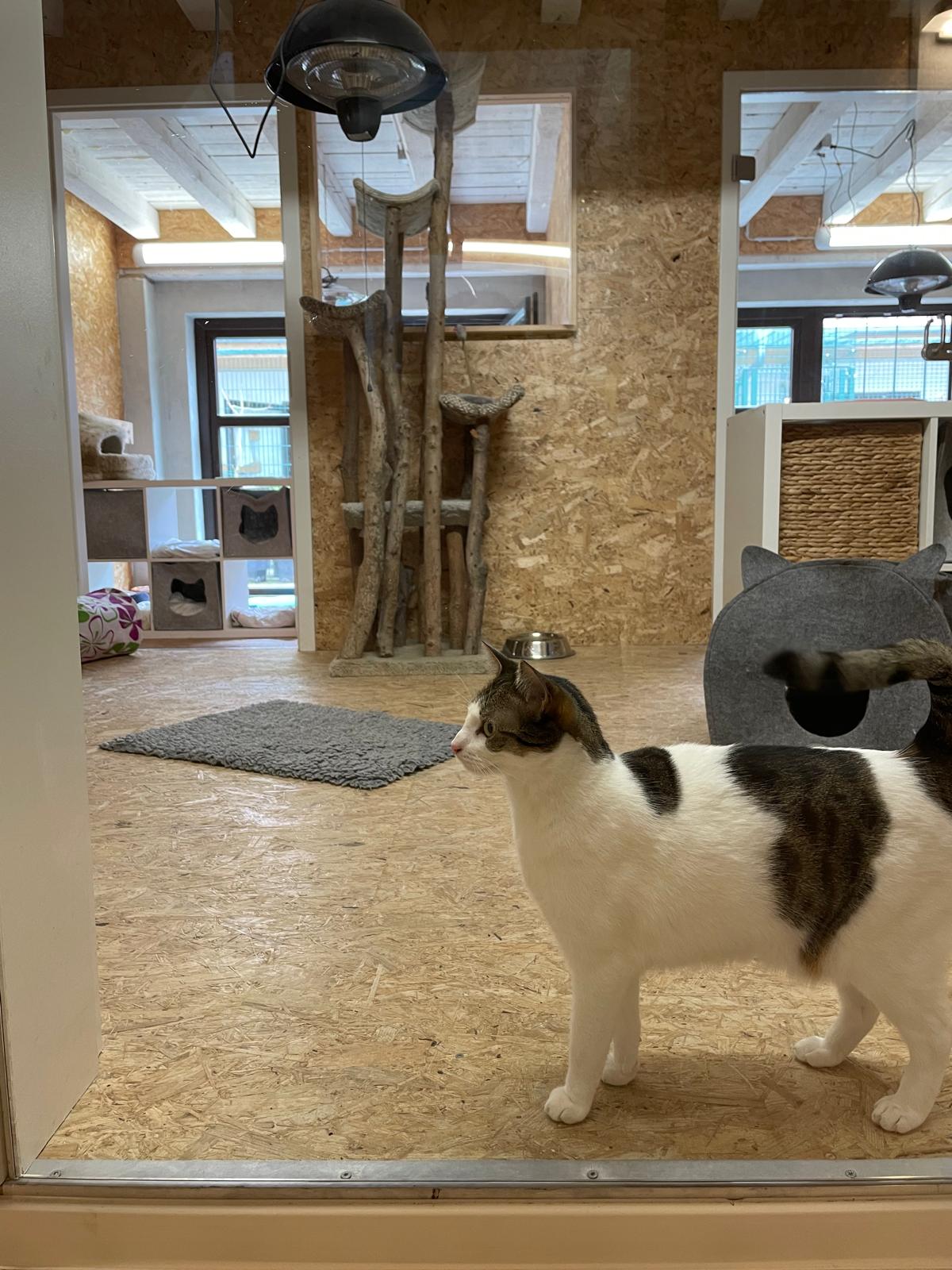 Katzenwelt Impression 3