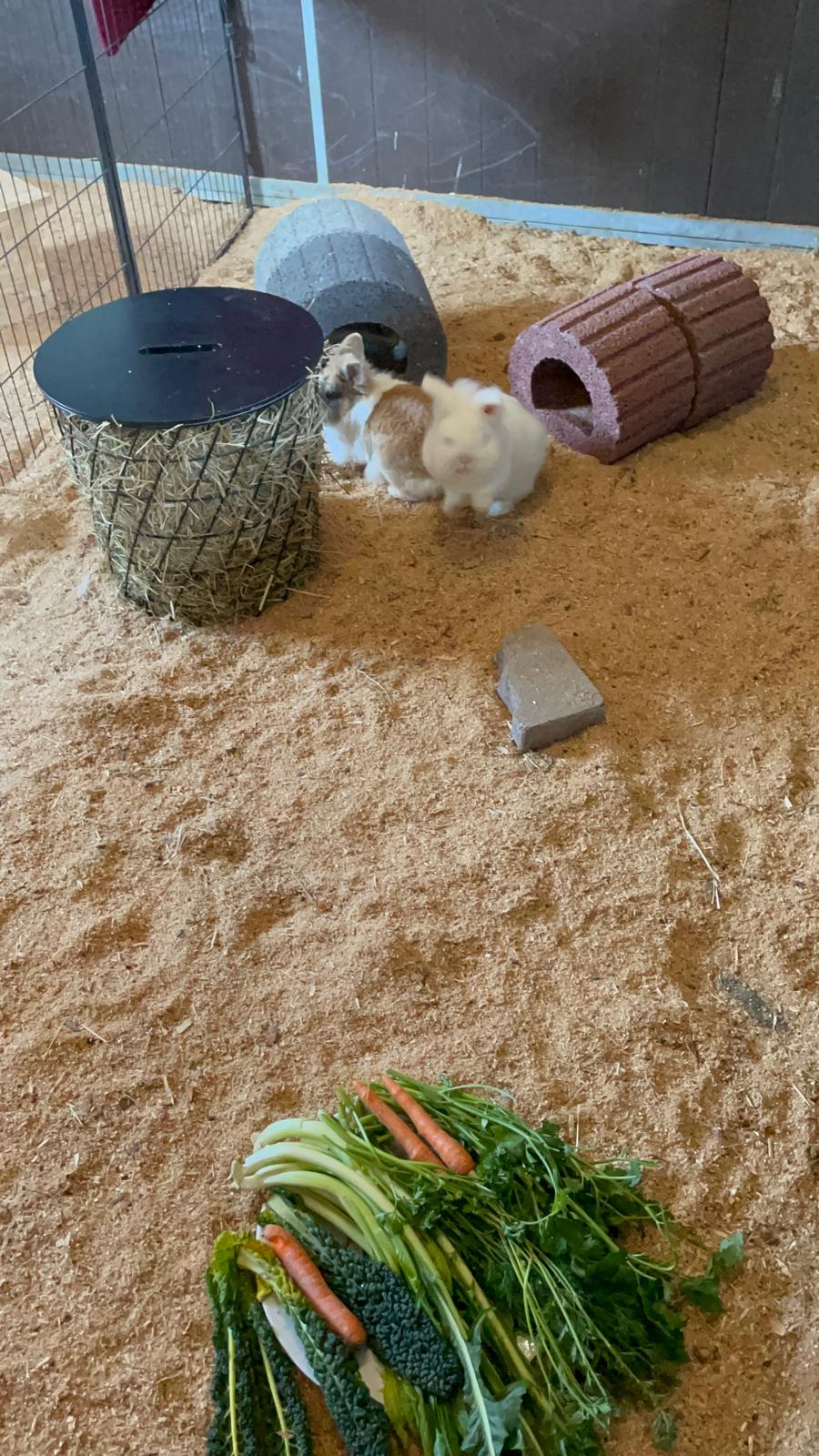 Kleintierwelt Impression 8